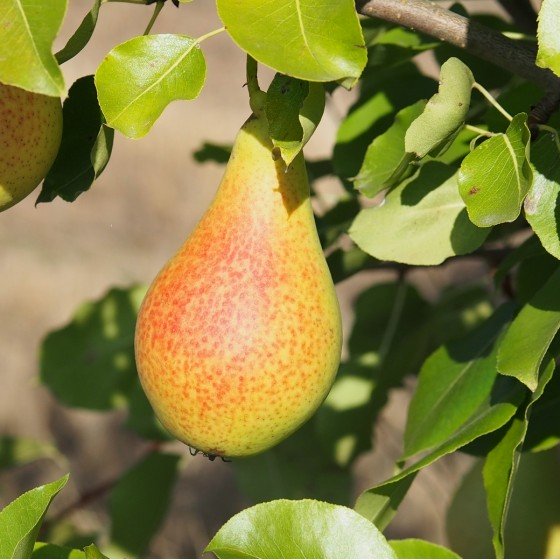 Poirier "Poire du Curé"