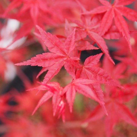 Érable du japon "Beni maiko", couleur au printemps