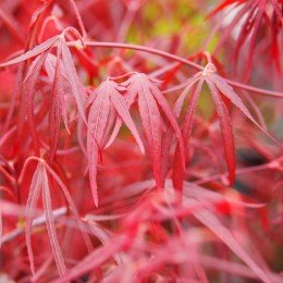 Érable du japon "Enkan", feuilles rouges laciniées