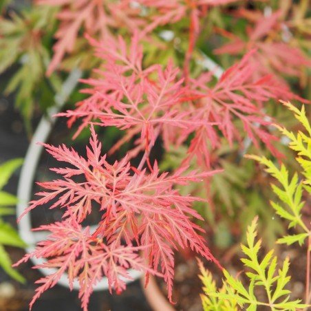 Érable du japon "Orangeola" feuilles finement découpées