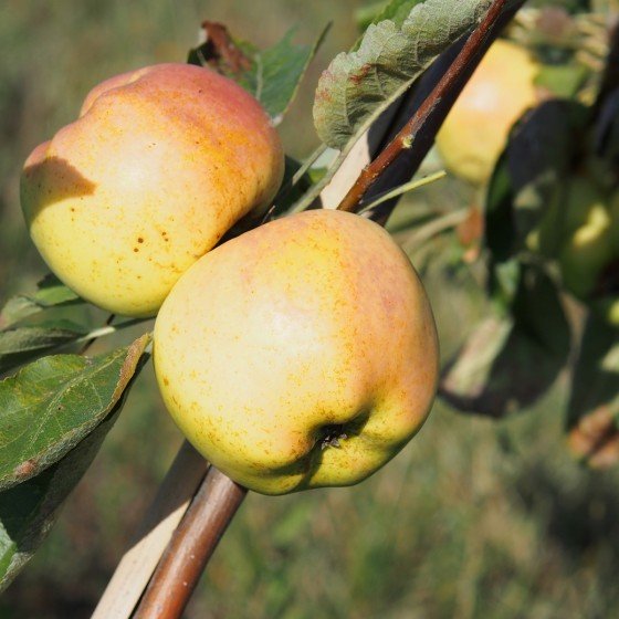 Pommier "Calville Blanc d'Hiver"