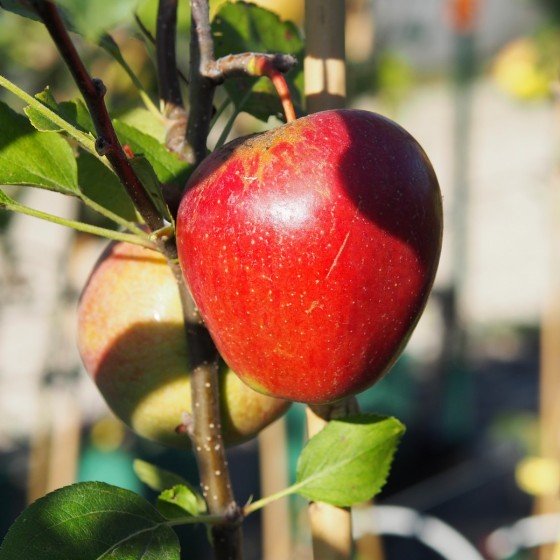 Pommier "Rouge de Lagleygeolle"