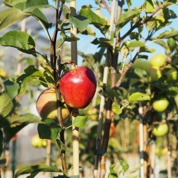 Pommier "Rouge de Lagleygeolle"