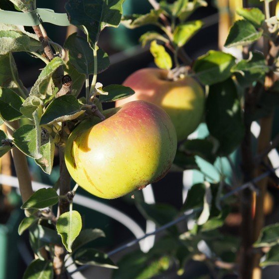 Pommier "Teint frais"