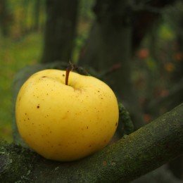 Pommier "Winter Banana"