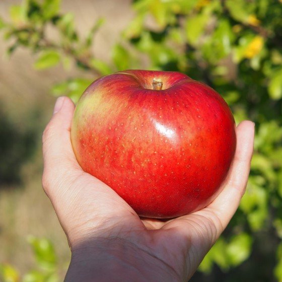 Pommier "Cœur de bœuf"