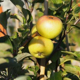 Pommier "Doux d'Argent"