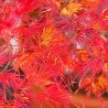 Érable du japon "Emerald Lace", en automne
