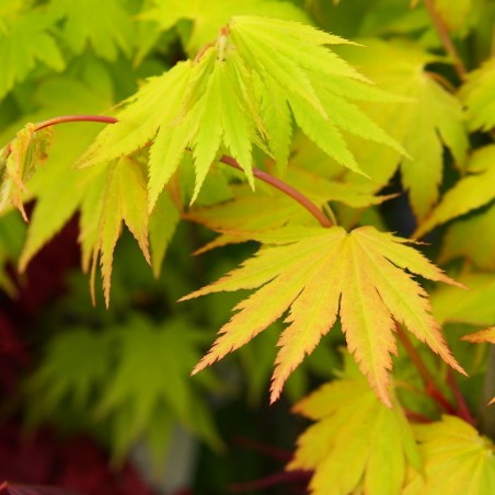 Érable du japon "Shirasawanum Jordan" au printemps