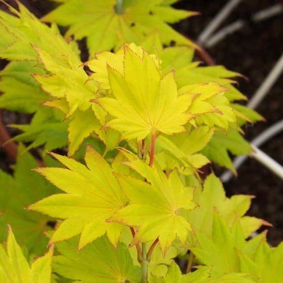 érable "Shirasawanum aureum", feuilles originales