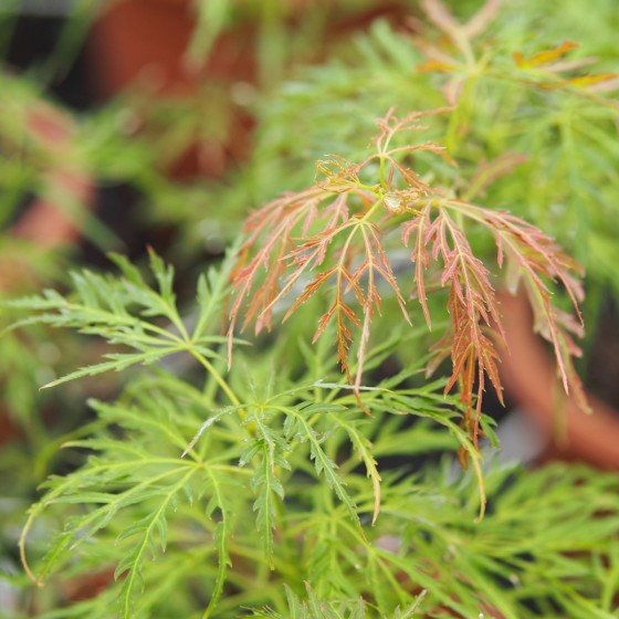 Érable du japon "Rubrifolium", vert en été avec jeunes pousses pourpres