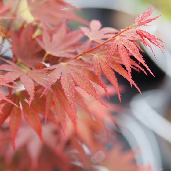 Érable du japon "Beni Sazanami", au printemps
