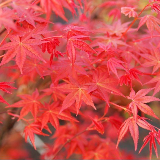 érable du japon Deshojo