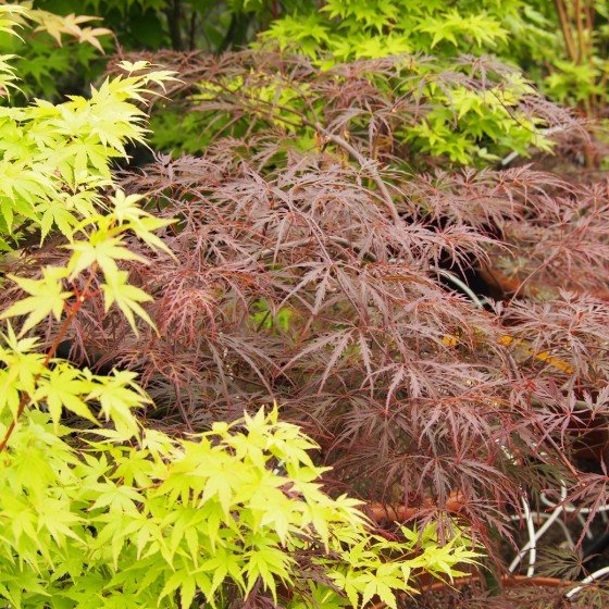 Érable du japon "Crimson queen" fin de printemps, été