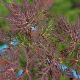 érable "Inaba Shidare", feuilles découpées, couleur en été